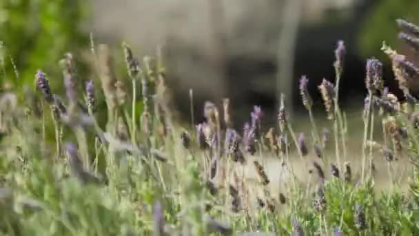 Zbliżenie Kilka Kwiatów Polu — Wideo stockowe