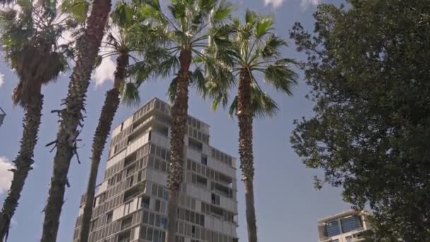 Yüksek Bir Binanın Önünde Bir Grup Palmiye Ağacı — Stok video