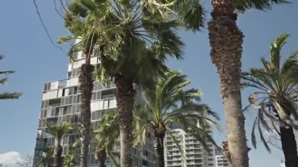 Önünde Palmiye Ağaçları Olan Yüksek Bir Bina — Stok video
