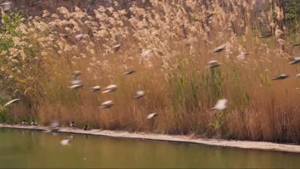 Ένα Σμήνος Πουλιών Που Πετούν Πάνω Από Ένα Σώμα Του — Αρχείο Βίντεο