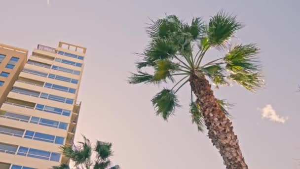 Yüksek Bir Binanın Önünde Bir Palmiye Ağacı — Stok video