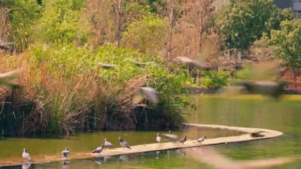 Bando Pássaros Voando Sobre Corpo Água — Vídeo de Stock