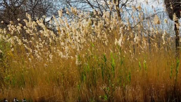 Ett Fält Högt Gräs Med Träd Bakgrunden — Stockvideo