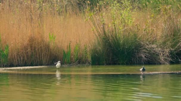 Sudaki Kütüğün Üzerinde Bir Kuş Oturuyor — Stok video