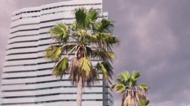 Önünde palmiye ağaçları olan yüksek bir bina.