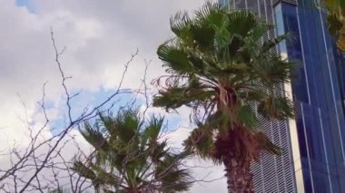 Yüksek bir binanın önünde bir palmiye ağacı.