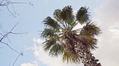 Arka planda mavi gökyüzü olan bir palmiye ağacı.