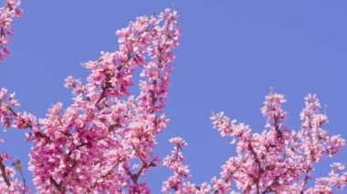 Pembe çiçekler bir ağacın dallarında açıyor.