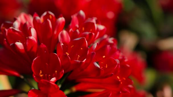 Monte Flores Vermelhas Que Estão Vaso — Vídeo de Stock