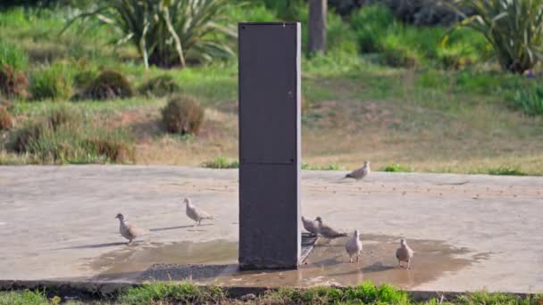 水の塊の周りに立っている鳥の群れ — ストック動画