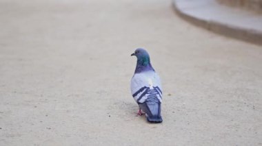 Küçük bir kuş yerde duruyor.