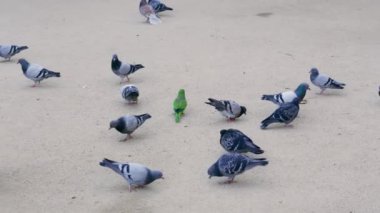 Kumlu bir plajın tepesinde duran bir kuş sürüsü