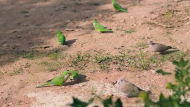 Toprak bir tarlanın üstünde duran bir grup yeşil kuş.