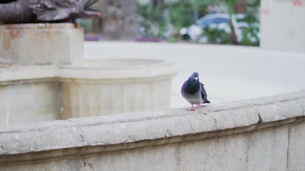 鸽子坐在喷泉旁边的一个窗台上的鸽子 — 图库视频影像