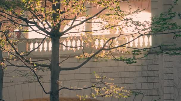 Ett Träd Framför Byggnad Med Balkong Högkvalitativ Film — Stockvideo