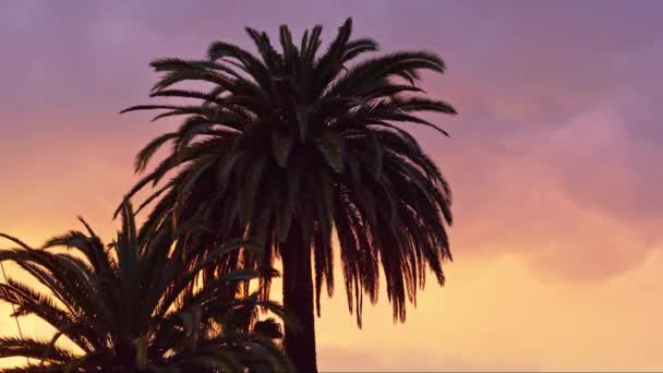 Пурпурном Небе Силуэт Пальмы — стоковое видео