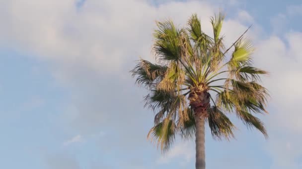 Uma Palmeira Com Céu Azul Fundo — Vídeo de Stock