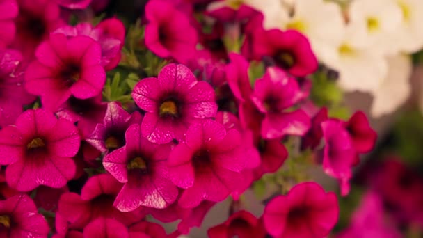 花瓶にピンクと白の花の束 — ストック動画