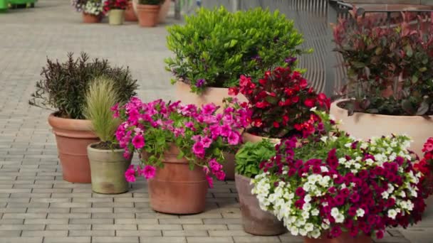 Group Potted Plants Sitting Top Sidewalk — Stock Video