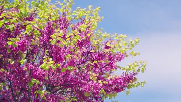 Drzewo Purpurowymi Kwiatami Zielonymi Liśćmi — Wideo stockowe