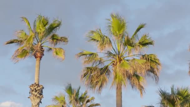 Palmiye Ağaçları Mavi Gökyüzü Karşı Bir Grup — Stok video