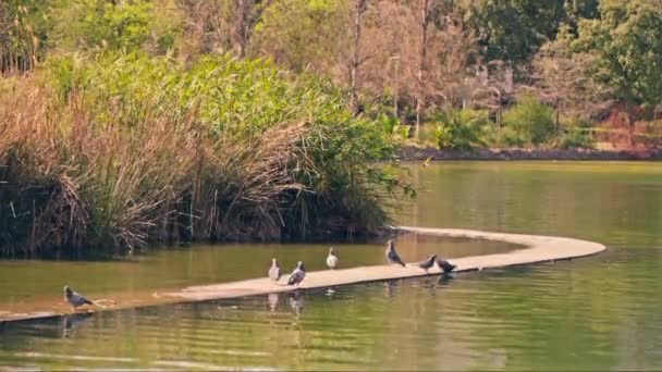 Μια Ομάδα Πουλιών Κάθεται Πάνω Ένα Κούτσουρο Στο Νερό — Αρχείο Βίντεο