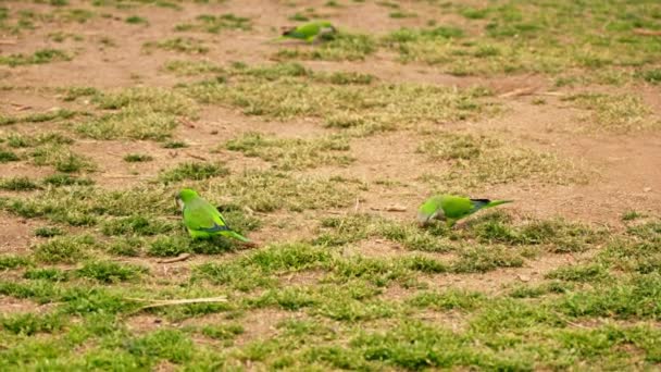 草の覆われた畑の上に立っている緑色の鳥のカップル — ストック動画