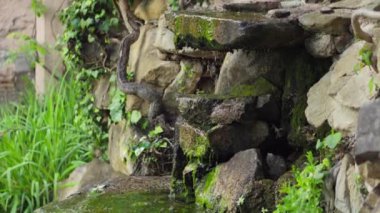 Sıcak bir parktaki güzel taşların üzerinden sular akar. Yüksek kalite 4k görüntü