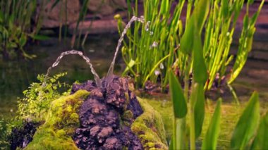 Gölette su bitkilerinin arasında küçük güzel bir çeşme. Yüksek kalite 4k görüntü