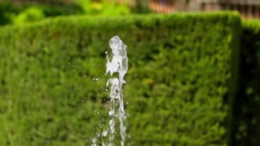 Labirentin yeşil çitlerine çarpan bir fıskiye jeti. Yüksek kalite 4k görüntü