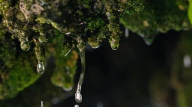 Yeşil bir bitkinin yakınında su damlaları var.