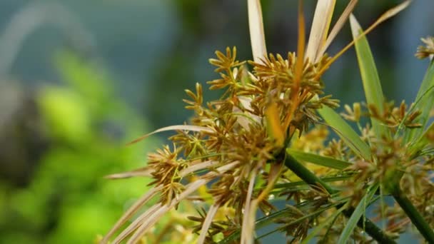 Krásná Rostlina Pozadí Parku Dešti Vysoce Kvalitní Záběry — Stock video