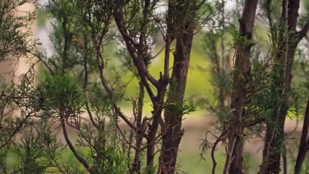 Çalıların Dalları Boyunca Hareket Ediyor Yüksek Kalite Görüntü — Stok video