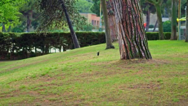 マグピーは木の麓にある美しい庭園の緑の丘を歩いています 高品質の4K映像 — ストック動画