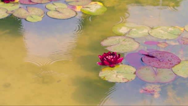 Rybník Krásnými Rostlinami Květem Lilie Vysoce Kvalitní Záběry — Stock video
