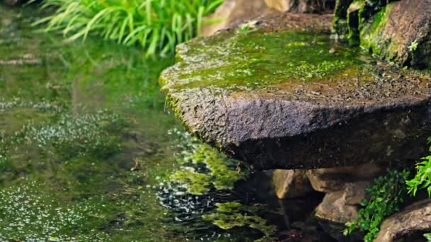 Wasser Fließt Über Große Steine Park Einem Natürlichen Teich Hochwertiges — Stockvideo