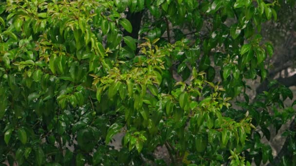 Ağacın Yapraklarına Tropik Yağmur Yağar Yüksek Kalite Görüntü — Stok video
