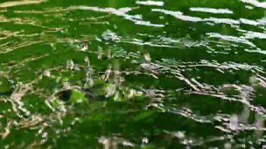 Yeşil su yüzeyine yakın çekim