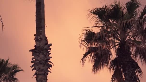 Uitzicht Prachtige Silhouetten Van Palmbomen Van Onder Naar Boven Hoge — Stockvideo