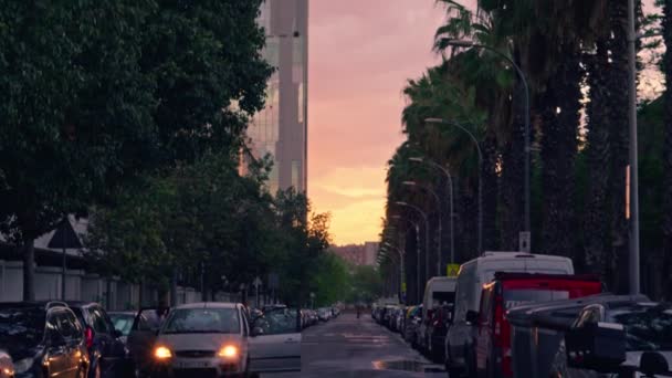 Pionowa Panorama Wieczornej Ulicy Palmami Wysokiej Jakości Materiał — Wideo stockowe