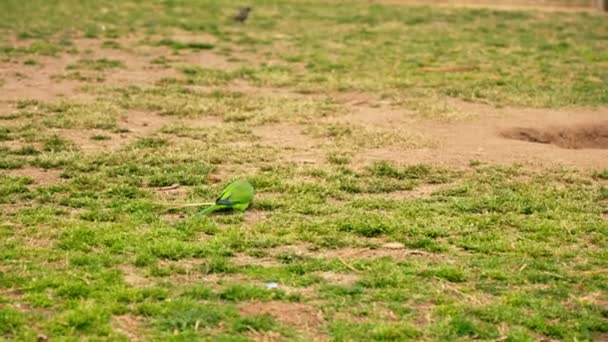 緑豊かな緑地の上に座っている緑の鳥 — ストック動画
