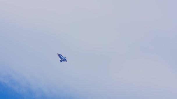 空を飛ぶ青と白の飛行機は — ストック動画