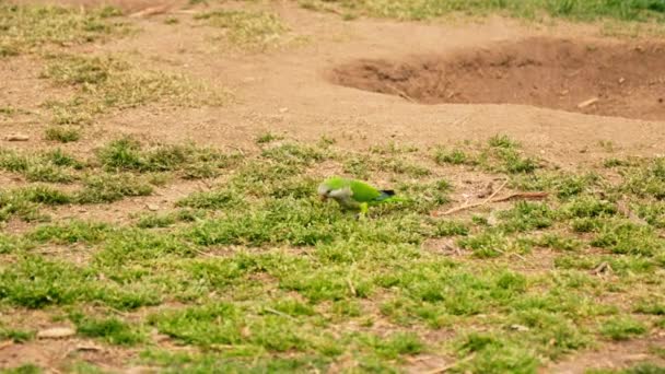 一只绿色的小鸟栖息在一片茂密的绿地上 — 图库视频影像