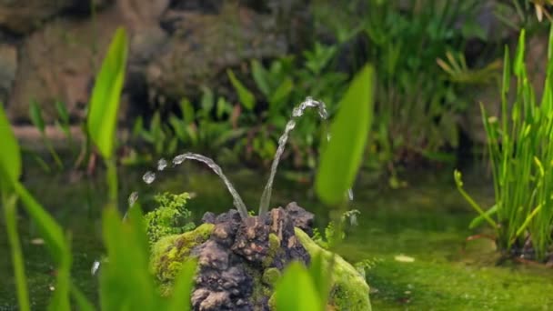 Gölette Bitkilerinin Arasında Küçük Güzel Bir Çeşme Yüksek Kalite Görüntü — Stok video