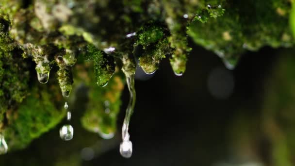 Gotas Água Uma Planta Musgosa Verde — Vídeo de Stock