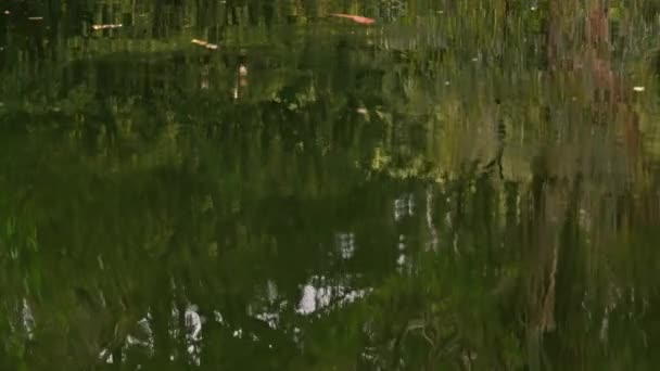 Ένα Σώμα Του Νερού Που Περιβάλλεται Από Δέντρα Και Γρασίδι — Αρχείο Βίντεο