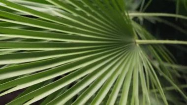 Rüzgarda sallanan palmiye yaprağı. Yüksek kalite 4k görüntü