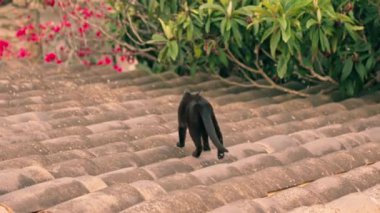 Kara Kedi eski bir evin kiremitli çatısında yürüyor. Yüksek kalite 4k görüntü