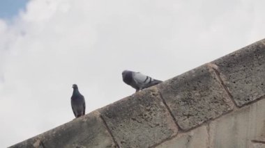 İki güvercin duvarın kenarında yürür, birbirleriyle flört ederler. Yüksek kalite 4k görüntü