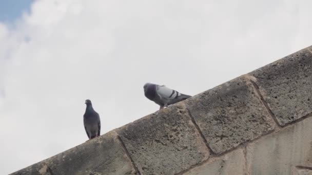 二匹の鳩が壁の端に沿って歩き お互いにぶつかり合っている 高品質の4K映像 — ストック動画